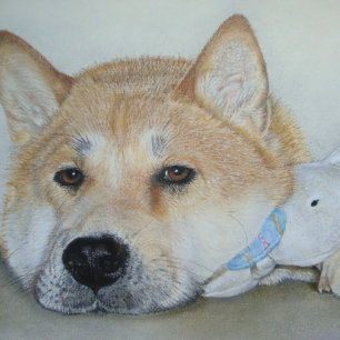 Carte Postale beau chien akita avec une expression réfléchie