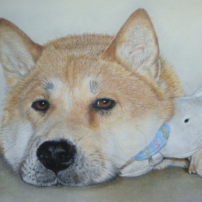 Carte Postale beau chien akita avec une expression réfléchie (Créateur téléchargé)
