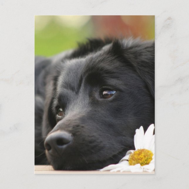 Carte Postale Beau chien noir et Daisy Design (Devant)