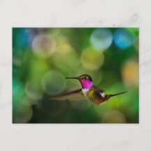 Beau colibri