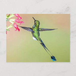 Carte Postale Beau colibri aux longues plumes de queue
