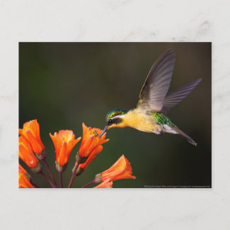 Carte Postale Beau colibri féminin