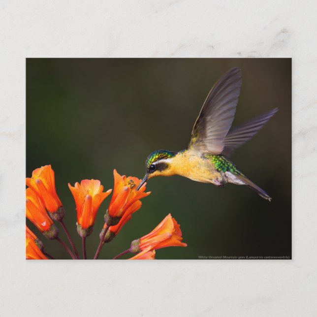 Carte Postale Beau colibri féminin (Devant)