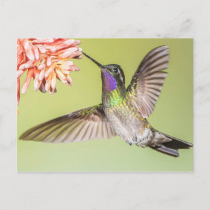 Carte Postale Beau colibri volant à une fleur