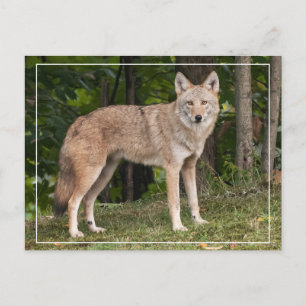 Carte Postale Beau Coyote