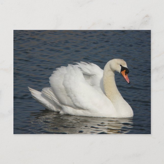 Carte Postale Beau cygne blanc dans l'eau (Devant)