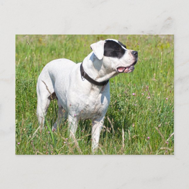 Carte Postale Beau Dogo Argentino (Devant)