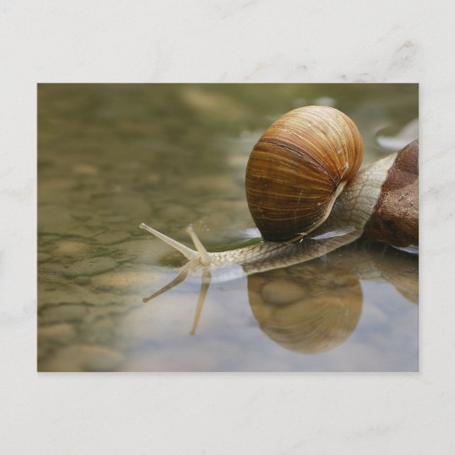 Carte Postale Beau escargot et réflexion dans l'eau (Devant)