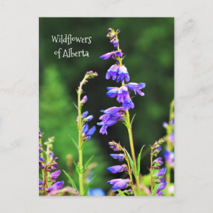 Carte Postale Beau Fleurs sauvages violets en fleurs