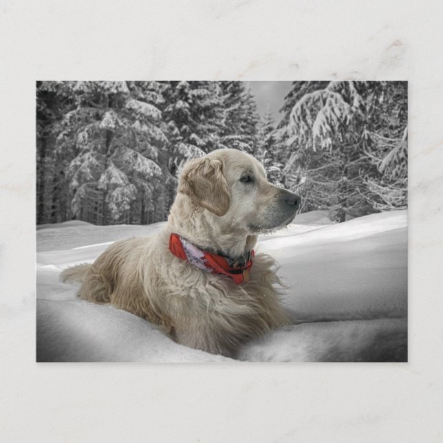 Carte Postale Beau Golden Retriever dans la neige (Devant)