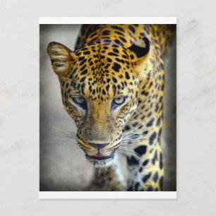 Carte Postale Beau jaguar