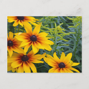 Carte Postale Beau jardin de fleurs de susan aux yeux noirs