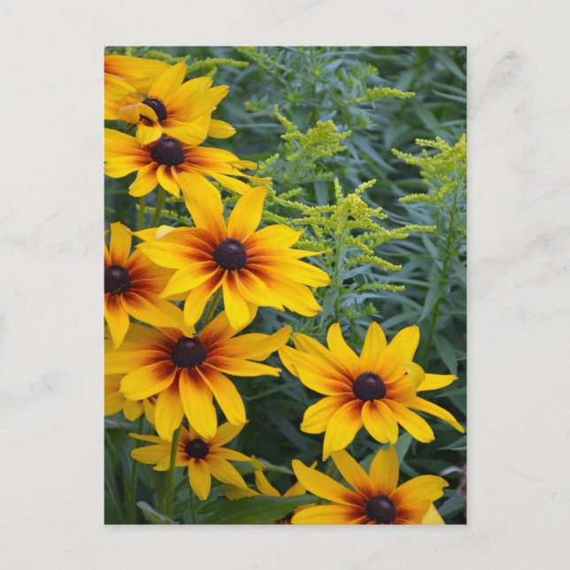 Carte Postale Beau jardin de fleurs de susan aux yeux noirs (Devant)