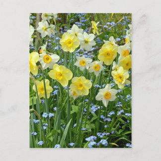 Carte Postale Beau jardin de jonquilles jaunes