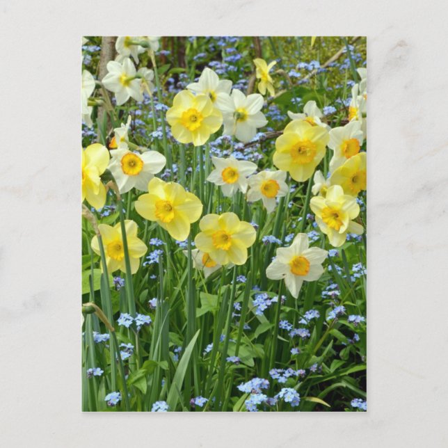 Carte Postale Beau jardin de jonquilles jaunes (Devant)