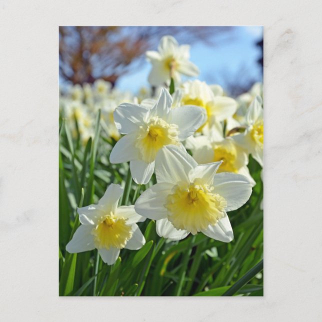 Carte Postale Beau jardin de jonquilles jaunes et blanches (Devant)