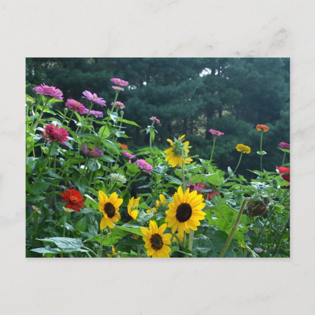 Carte Postale Beau jardin fleuri (Devant)