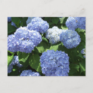 Carte Postale Beau Jardin, Hydrangea Fleurs Photo