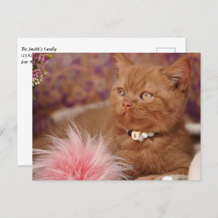 Carte Postale Beau Kitten Shorthair britannique