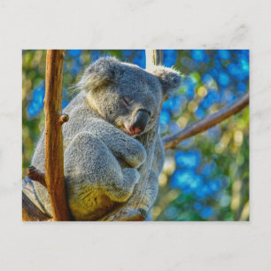 Carte Postale Beau koala