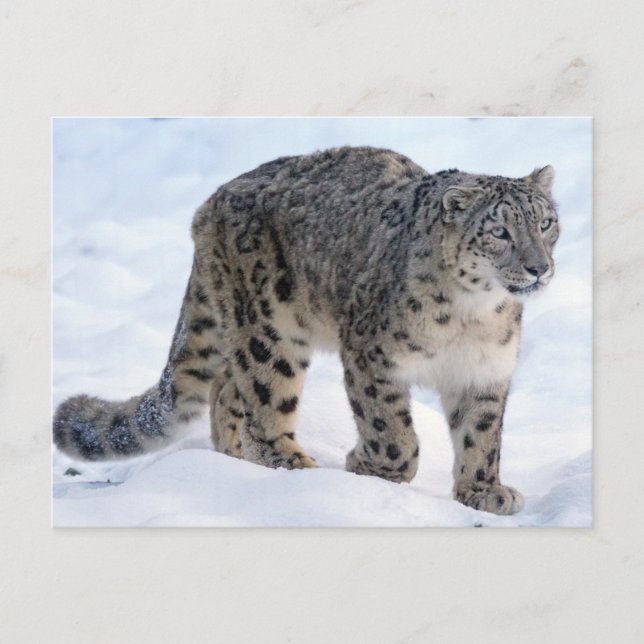 Carte Postale Beau léopard des neiges (Devant)