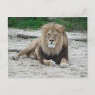 Carte Postale Beau Lion