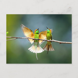 Carte Postale Beau Motmot Bird sur Branche