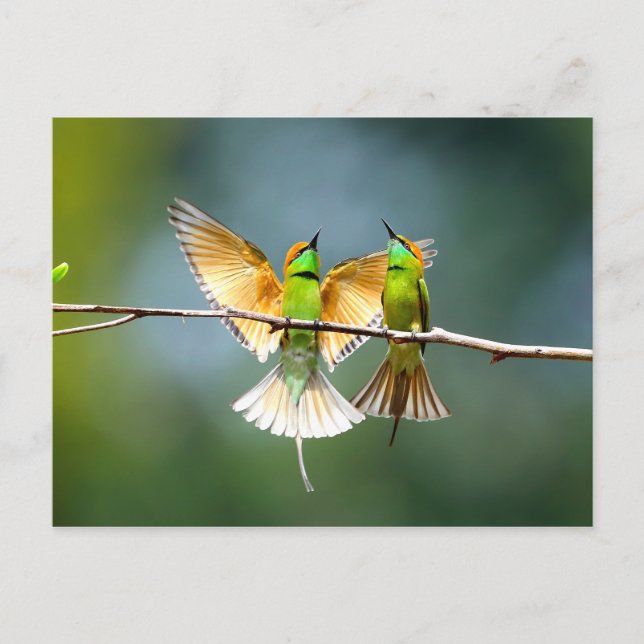 Carte Postale Beau Motmot Bird sur Branche (Devant)