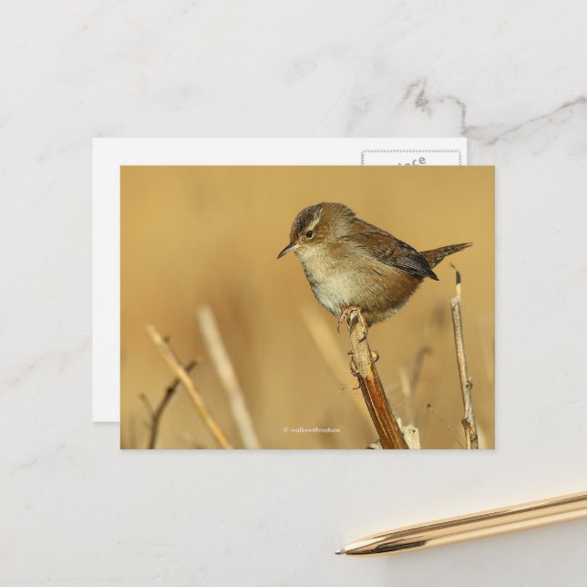 Carte Postale Beau oiseau chanteur porté par le marais dans les  (Devant/Arrière en situation)