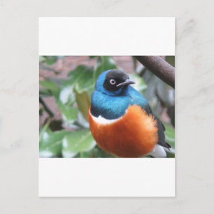 Carte Postale Beau Oiseau Exotique Perché