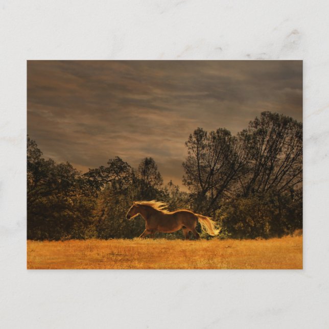 Carte Postale Beau Palomino Coureur au coucher du soleil (Devant)