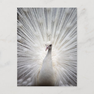 Carte Postale Beau paon blanc