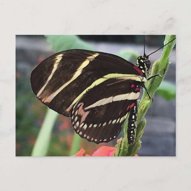 Carte Postale Beau Papillon (Devant)
