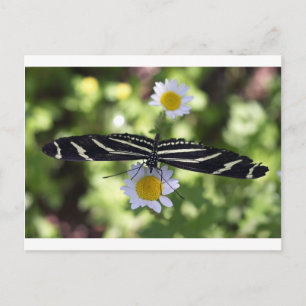 Carte Postale Beau Papillon Rayé Noir et Blanc