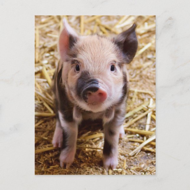 Carte Postale Beau Paysage Barnyard (Devant)