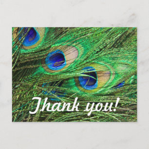 Carte Postale Beau Peacock