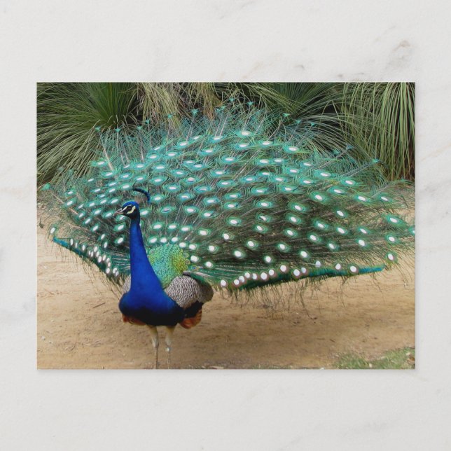 Carte Postale Beau Peacock (Devant)