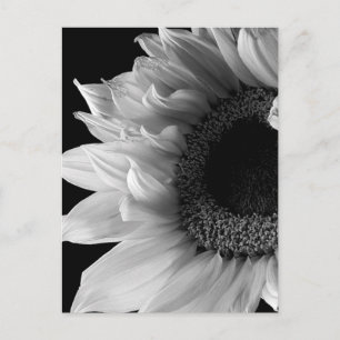 Carte Postale Beau portrait de tournesol en noir et blanc