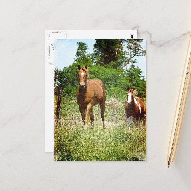 Carte Postale Beau Poulain Alezan Jument Paint Été (Devant/Arrière en situation)