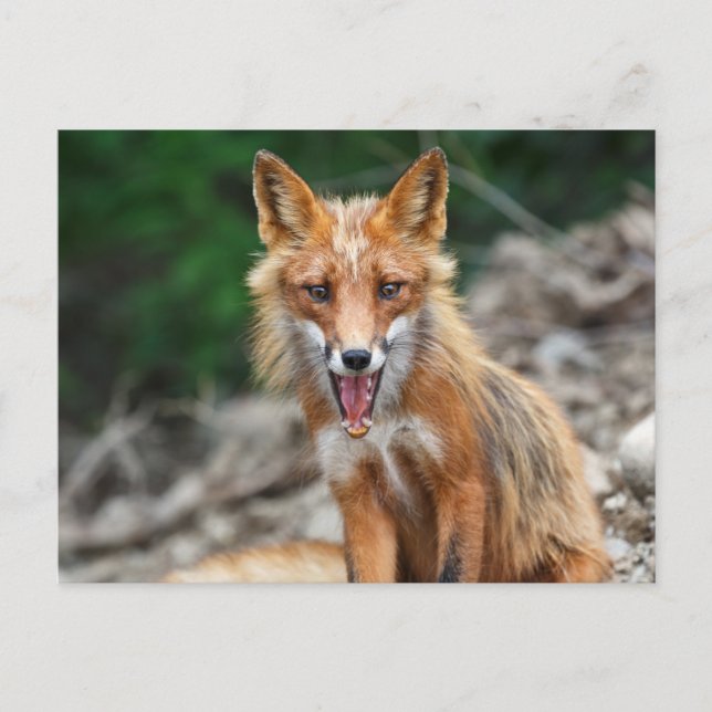 Carte Postale Beau renard rouge sauvage assis sur des pierres (Devant)