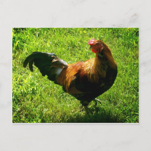Carte Postale Beau Rooster
