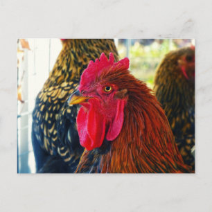 Carte Postale Beau Rooster