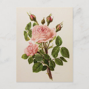 Carte Postale Beau Rose Vintage Floral Botanical Fine Art
