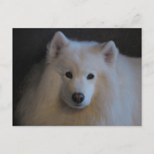 Carte Postale Beau Samoyed