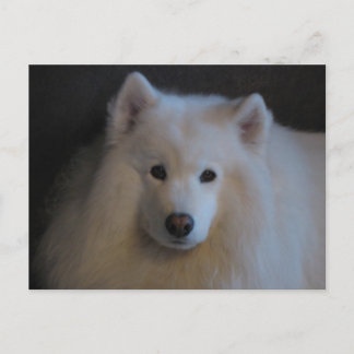Carte Postale Beau Samoyed