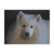 Beau Samoyed