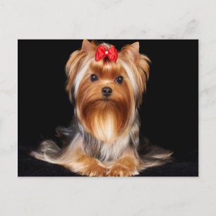 Carte Postale Beau Yorkshire Terrier
