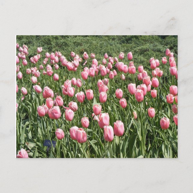 CARTE POSTALE BEAUCOUP DE TULIPS (Devant)