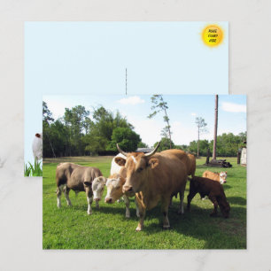 Carte Postale Beaucoup de vaches et quelques petites taureaux