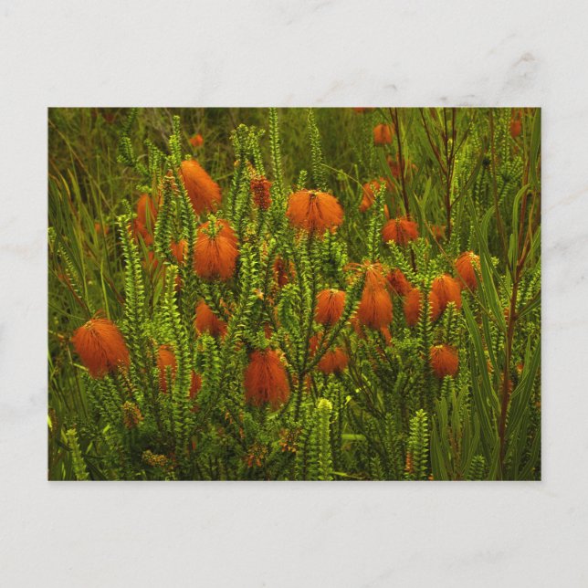 Carte postale Beaufortia (Devant)